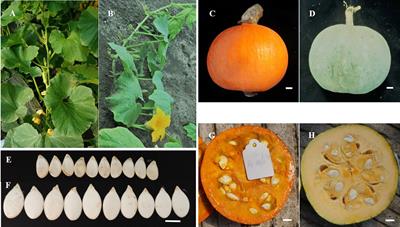 Construction of a High-Density Genetic Map and Analysis of Seed-Related Traits Using Specific Length Amplified Fragment Sequencing for Cucurbita maxima